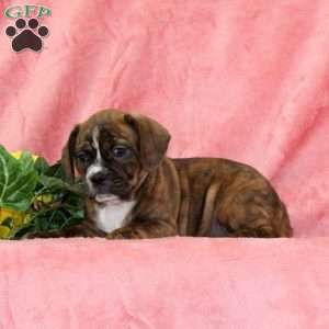 Pumpkin, Boston Terrier Mix Puppy